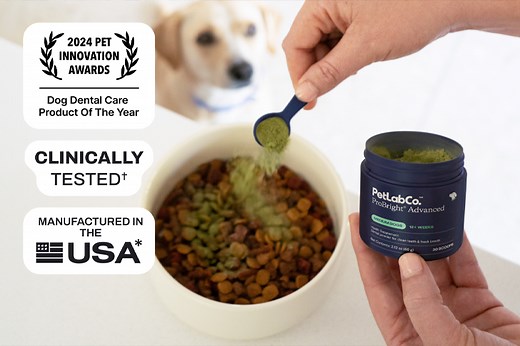 How Dog Dental Powders Help Target Bad Breath and Yellow Teeth