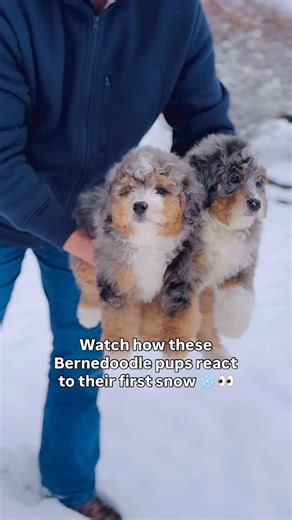 BERNEDOODLE BREEDER & TRAINER - Samantha Nelson on Instagram: "Bernedoodle puppies + their first snow… it really doesn’t get any sweeter ❄️🐾 Fun fact: Bernese Mountain Dogs were originally bred in the Swiss Alps to help farmers pull carts and work in deep snow, so it’s no surprise their doodle babies are obsessed with winter. They dive right in, play until they can’t anymore, and then come inside completely covered in little snow-sicles. 😂❄️ These two had the best time today, pure joy.❤️ #Bern