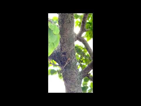 Assassin Bug ambushed by Mantis #nature #naturelovers #naturephotography