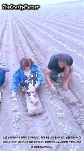 널판지 영농 작업 현장 #worker #process #farming #agricultur