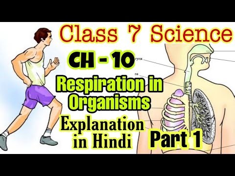 Class 7 Science Chapter 10 Respiration in Organisms CBSE NCERT Explanation in Hindi- Science Think