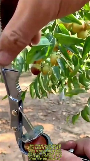 생대추 씨 깔끔하게 제거하기 #worker #process #jujube #pitter #farming