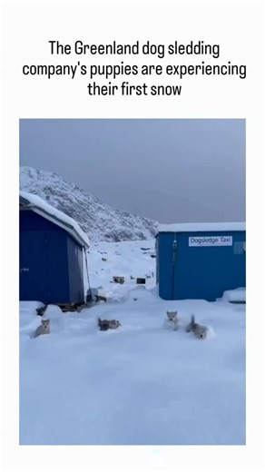 Sᴜᴍɪᴛ on Instagram: "This viral video depicts fluffy Greenlandic sled dog puppies emerging from a kennel in Sisimiut, Greenland, to playfully investigate fresh snow for the first time, showcasing their instinctive Arctic behaviors amid a stark, wintry landscape. Greenland dogs trace their lineage to Pleistocene-era Arctic wolves, with genomic research revealing adaptations like efficient lipid processing for seal-based diets and robust fur for sub-zero temperatures, aiding their role in traditio