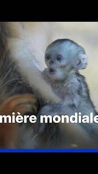 Exceptional birth of a baby golden monkey at Beauval Zoo