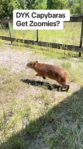 The internet loves to think capybaras are ONLY chill 😂 Pumpkin, our education ambassador, loves to zoom! #capybara #capybarasofinstagram #capybaras #zoomies #cuteanimals #funnyanimals #cute | Dark Wings Wildlife & Education