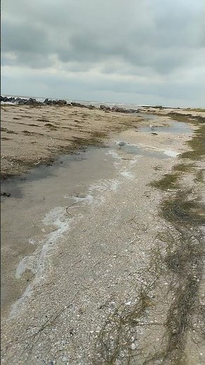 🕊️🌊 Dancing Seagull by the Sea 🌊🕊️.