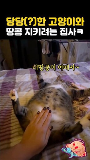 당당(?)한 고양이와 땅콩 지키려는 집사ㅋㅋ