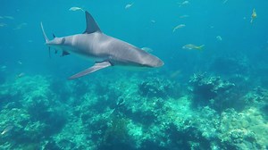17K views · 357 reactions | Close encounters- Caribbean reef sharks,...