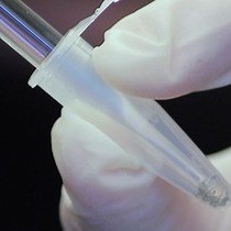 Video: Analysis of Embryonic and Larval Zebrafish Skeletal Myofibers from Dissociated Preparations