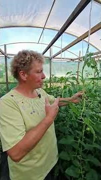 How to prune tomatoes step by step – success guaranteed!