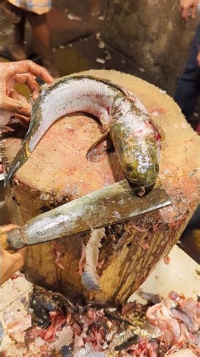 Snakehead Sola Fish Cutting Live | Speed Murrel Sole Fish ...