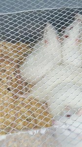 Rat wistar | Vikings Zoo