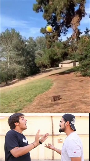 😂 Tiny Dog vs Giant Ball – Funniest Chase Ever!#comedy #funny #shorts