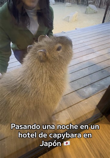 Pasando una noche en un hotel de capybara en Japón