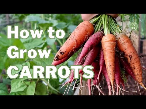 How to Grow CARROTS: Plus extra germination tips