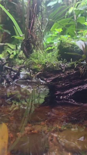 Feeding Neon Tetras in the Paludarium