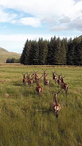 87K views · 1K reactions | Red Deer running in the open field near forest #nature #wildlife #deer #red #beautiful HA39786 | HAWI Studios | Facebook