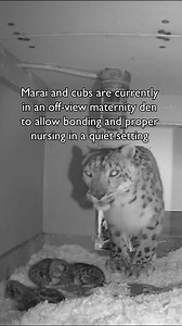 87K views · 1.6K reactions | We have some extremely precious news! Marai gave birth to three cubs—the first snow leopard birth at Woodland Park Zoo since 2017 (when the cubs’ father Aibek was born). Get all the details at blog.zoo.org #woodlandparkzoo #snowleopard #mondaymotivation #animallovers #babyanimals | Woodland Park Zoo | Facebook