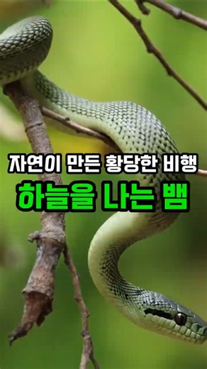 뱀이 하늘을 난다고요? 진짜 신기합니다. 크리소펠레아의 정체 #크리소펠레아 #자연의신비
