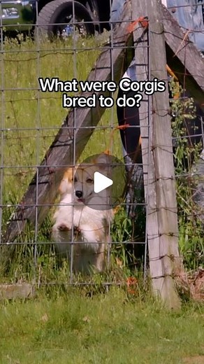 🐶 Maxine the Fluffy Corgi on Instagram: "We took Maxine to a Herding Instinct Test and found out that Maxine doesn’t just have the instinct, she has the need…THE NEED FOR SPEED!! #dogsofinstagram #corgi #herding #racing #corgination"