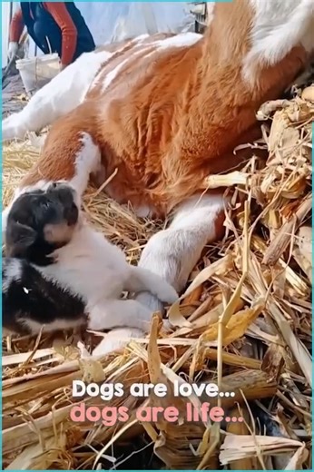 446K views · 10K reactions | Dogs have a special ability to love anything and everything that crosses their path ❤️ | Beautiful World | Facebook