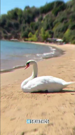 SKIATHOS ISLAND GREECE - 60+ BEACHES