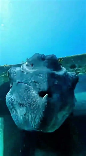 #SubmergedSecrets #UnderwaterMystery #OceanSecrets #aquaticlife #aquatic #underwatermystery