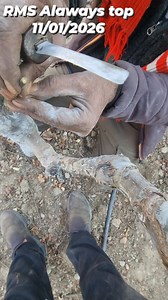 47K views · 911 reactions | Graffting start RMS bakhol 11/01/2026 | The Orchard Bloom | Facebook