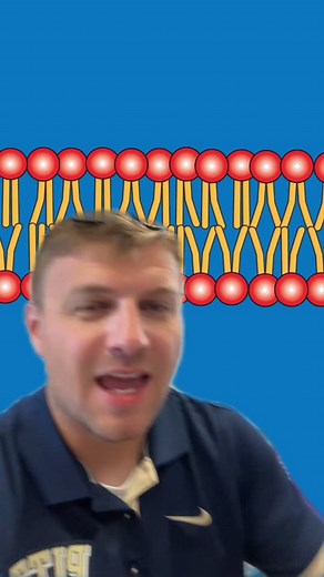 Phospholipid Bilayers & Diffusion: Cell Membrane Transport