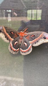 65K views · 4.2K reactions | Hyalophora cecropia, the cecropia moth,...