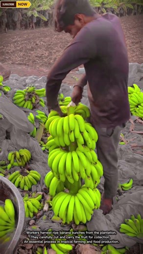 Efficient Banana Harvesting Process for Collecting Fresh Fruit in Tropical Farms