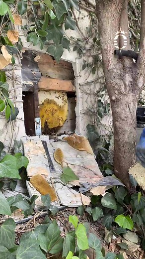 Saving #honeybees from a stucco fence. #queenbeeremoval #beeremoval #losangeleslife #timelapsevideo