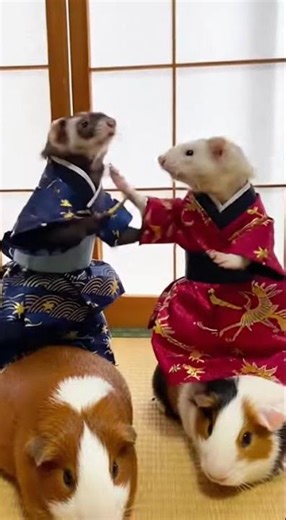 Samurai Ferret Duel on Guinea Pig Mounts! ⚔️ #Animals #Samurai #funny #animal