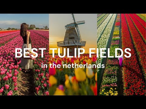 Best Tulip Fields in the Netherlands + Top Tips for Planning your Trip!