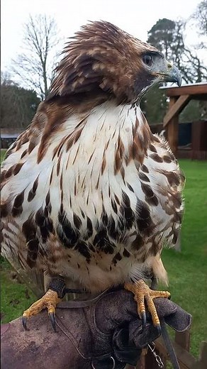 RED TAILED HAWK ON FIST