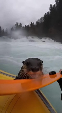 Baby otter swept over waterfall desperately grabs onto raft guide's paddle for the ride of its life! #OtterRescue #WildlifeEncounter #NatureIsAmazing | Amazing Animals