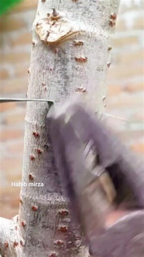 Easy way to graft hibiscus tree #bonsaitree #grafting #fblifestyle #airlayering | Habib Mirza