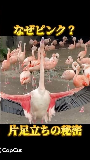 【頭から流血】フラミンゴはなぜピンク色？知られざる生態 #鳥 #野鳥 #フラミンゴ #shorts #雑学