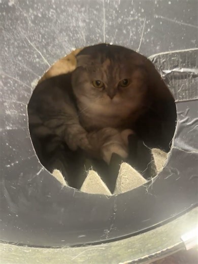 Cat Gets Inside Drum 😹 | Funniest Cat Moment Ever