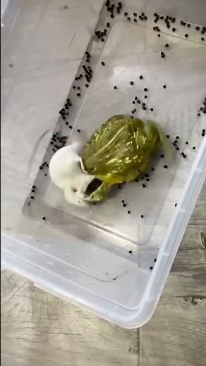 African bullfrog vs mice \ warning live feeding