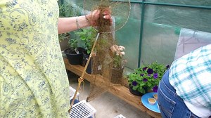 Netting, Tagging and Releasing the Monarch Butterfly