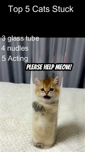 Top 5 cats stuck