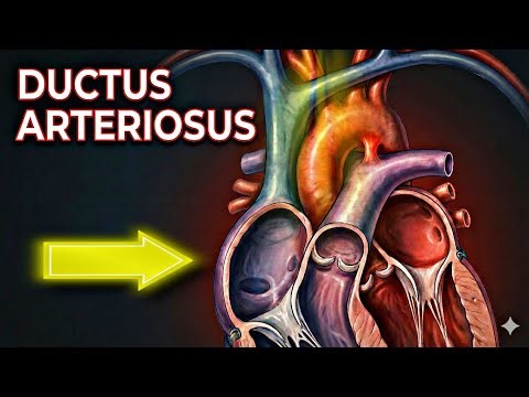Ductus Arteriosus Explained | Fetal Circulation in 60 Seconds | Medical Animation