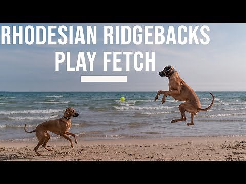 Rhodesian Ridgebacks Playing Fetch