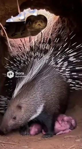 Trăn mà đồi săn nhím