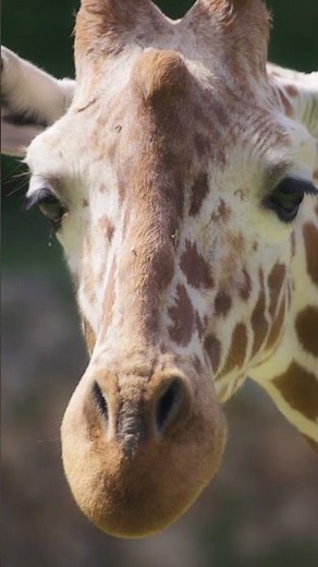 What sound a giraffe makes? 🦒