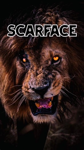 who is scarface #cat #phonkagressive #lion