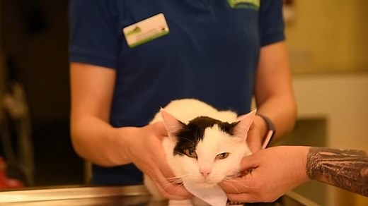 A male cat now urinates like a female after having his PENIS removed