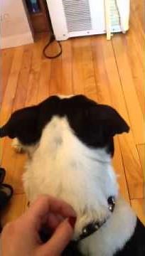 Screaming Boston terrier - Winston