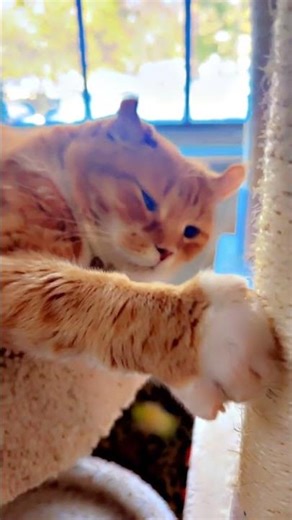 Introducing Astrid the red haired purring cat 🐈